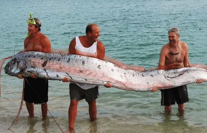 Исполины океана: 8 самых огромных рыб на Земле