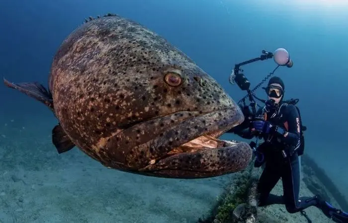 Исполины океана: 8 самых огромных рыб на Земле