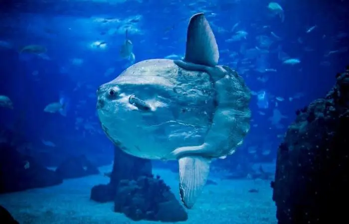 Исполины океана: 8 самых огромных рыб на Земле