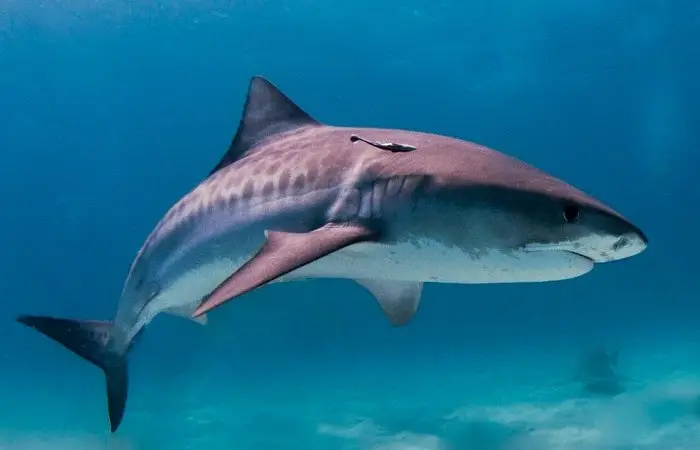 Исполины океана: 8 самых огромных рыб на Земле