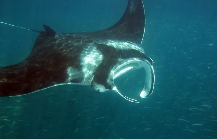 Исполины океана: 8 самых огромных рыб на Земле