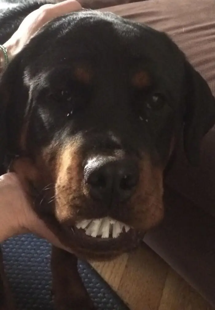 Пушистые преступники: 17 фото животных, пойманных на месте преступления