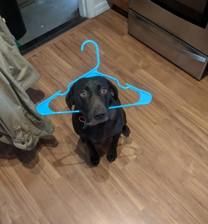 Пушистые преступники: 17 фото животных, пойманных на месте преступления