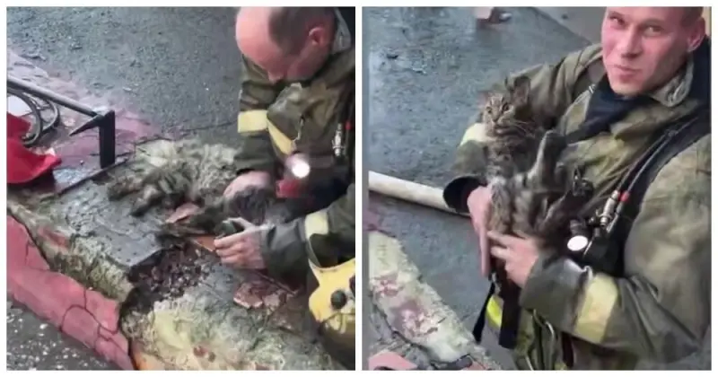 «Давай, дыши!»: в Тюмени пожарный вытащил кота с того света после страшного пожара на Республике