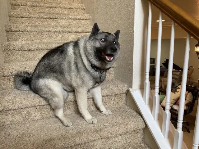 Когда у питомцев случается сбой в системе