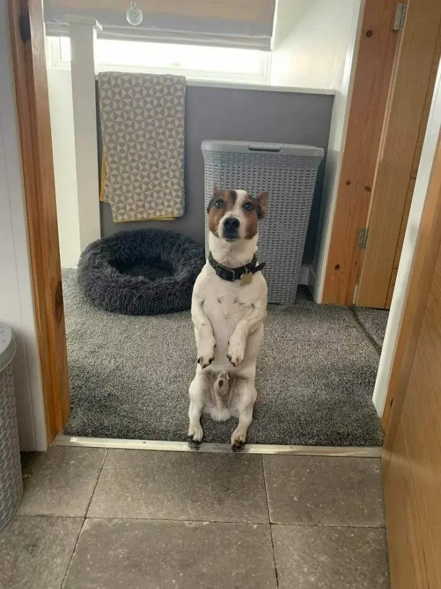 Когда у питомцев случается сбой в системе