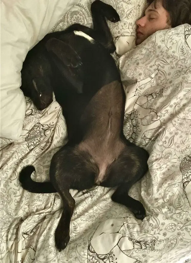 Когда у питомцев случается сбой в системе