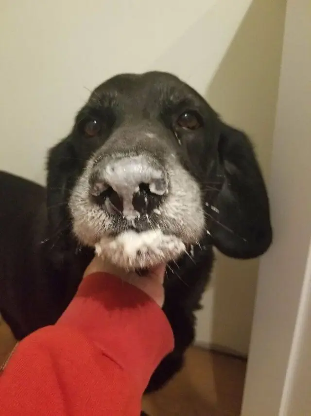 Когда у питомцев случается сбой в системе