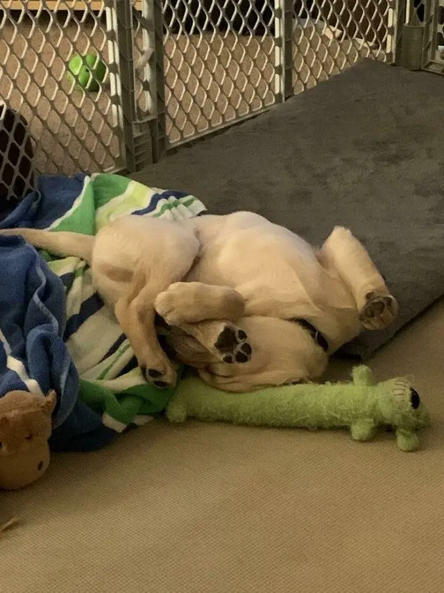 Когда у питомцев случается сбой в системе