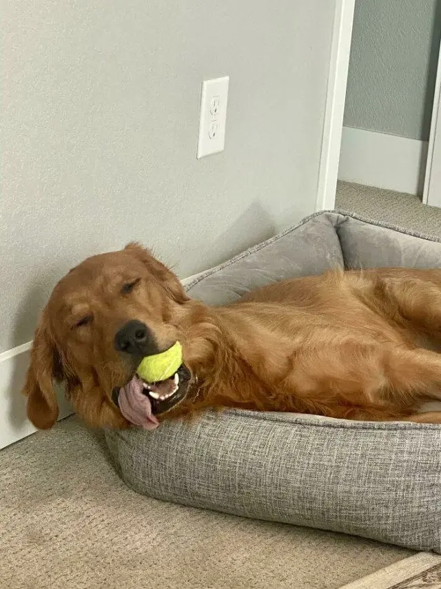 Когда у питомцев случается сбой в системе