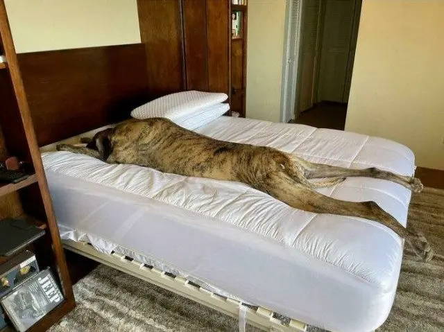 Когда у питомцев случается сбой в системе