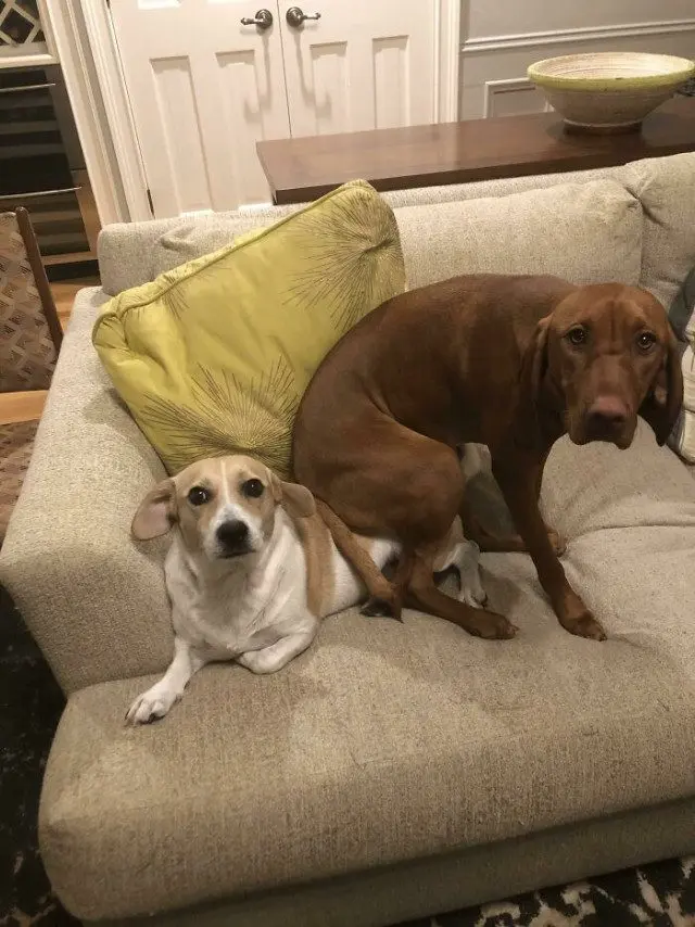 Когда у питомцев случается сбой в системе