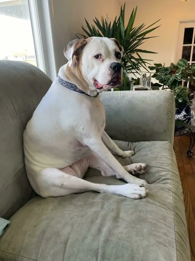 Когда у питомцев случается сбой в системе