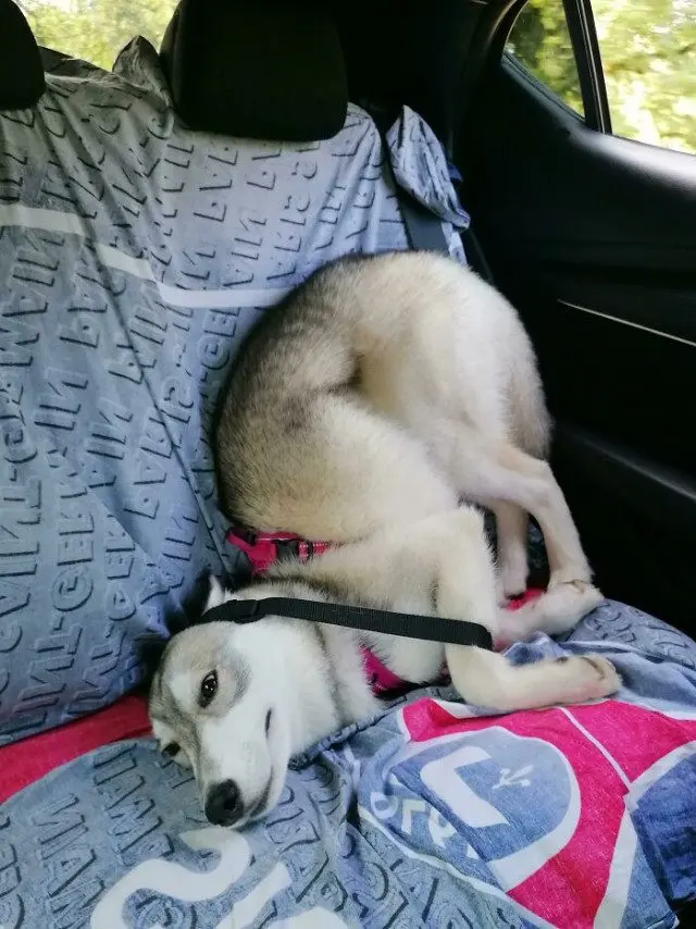 Когда у питомцев случается сбой в системе