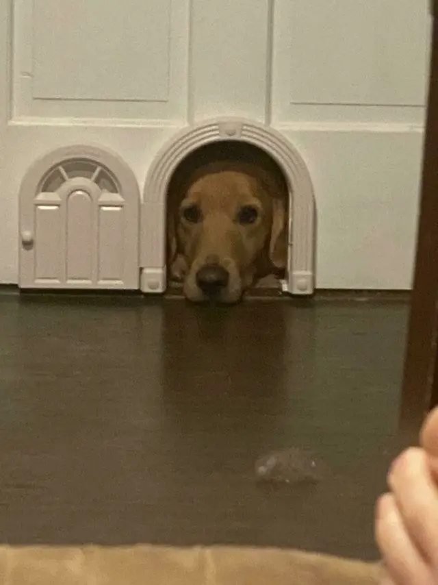 Когда у питомцев случается сбой в системе