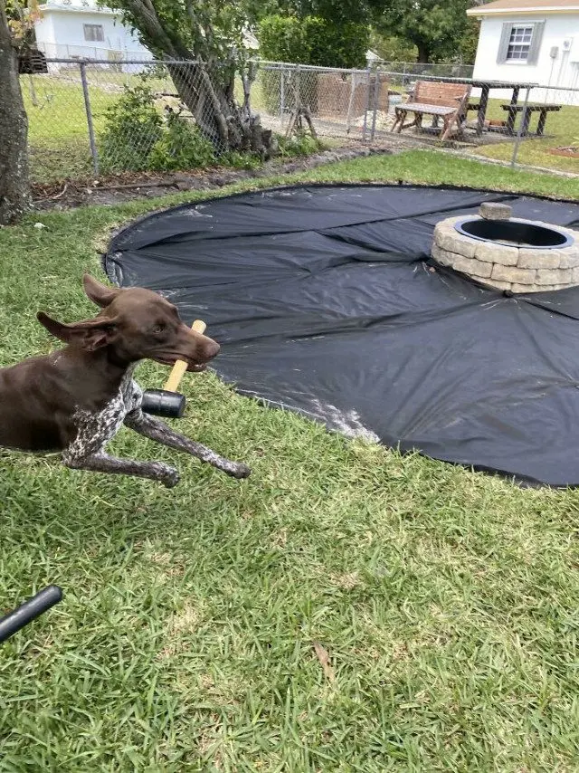 Когда у питомцев случается сбой в системе