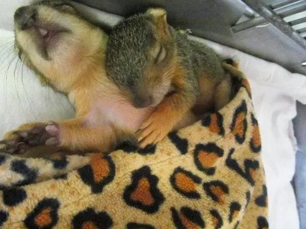 Улыбка до ушей: животные, которые поднимут настроение