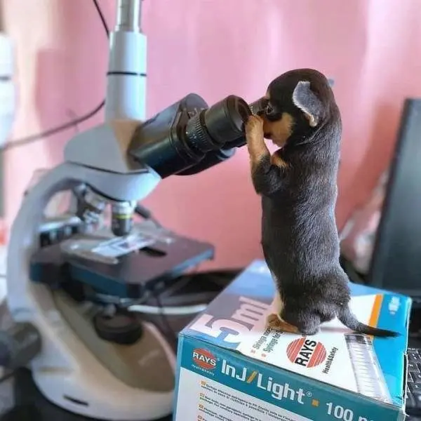 Улыбка до ушей: животные, которые поднимут настроение