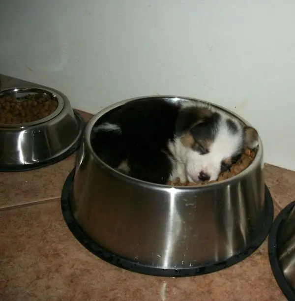 Улыбка до ушей: животные, которые поднимут настроение