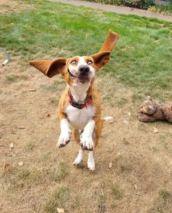 Улыбка до ушей: животные, которые поднимут настроение