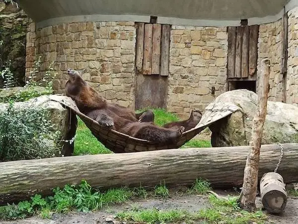 Улыбка до ушей: животные, которые поднимут настроение