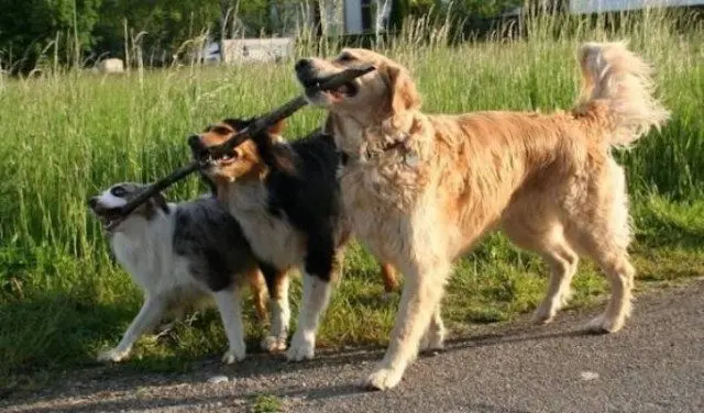 Улыбка до ушей: животные, которые поднимут настроение