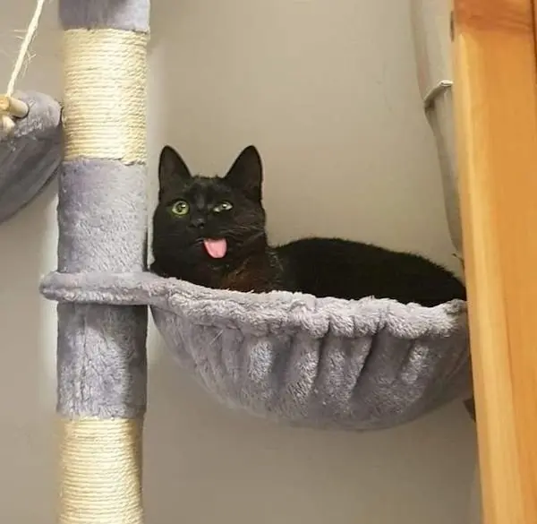 Улыбка до ушей: животные, которые поднимут настроение