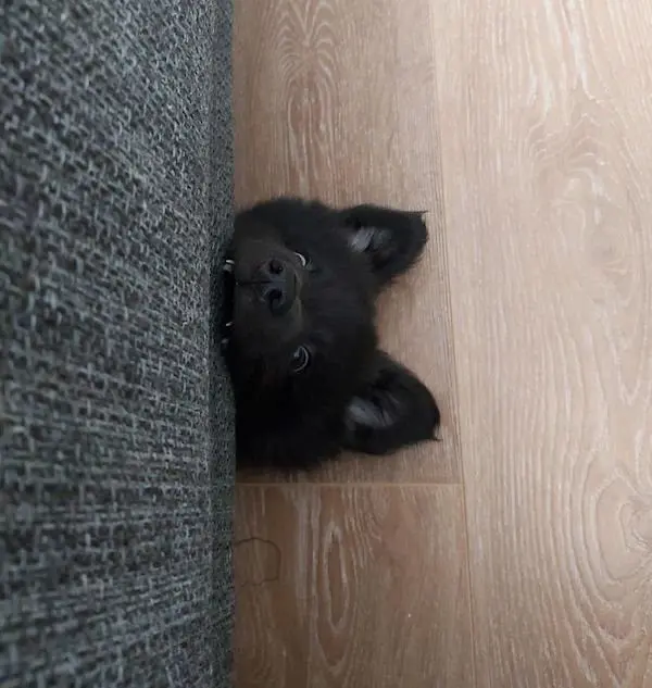 Улыбка до ушей: животные, которые поднимут настроение