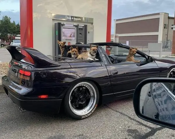 Улыбка до ушей: животные, которые поднимут настроение