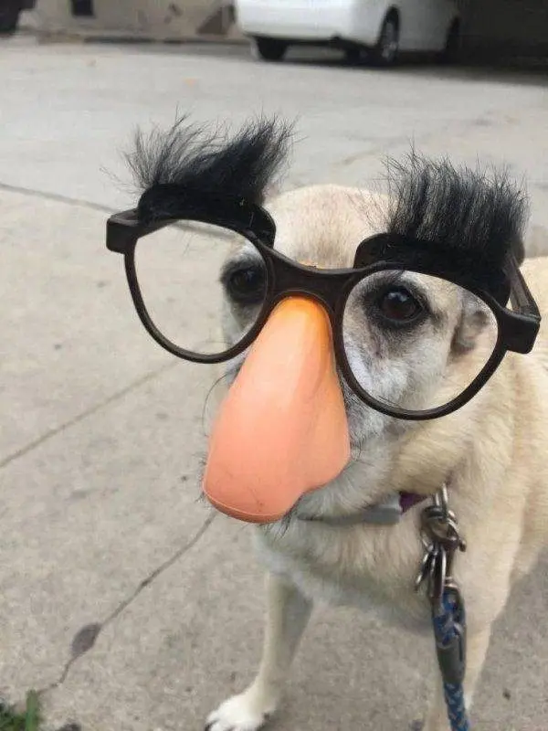 Улыбка до ушей: животные, которые поднимут настроение