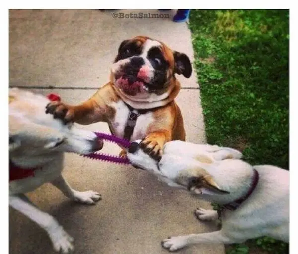 Улыбка до ушей: животные, которые поднимут настроение