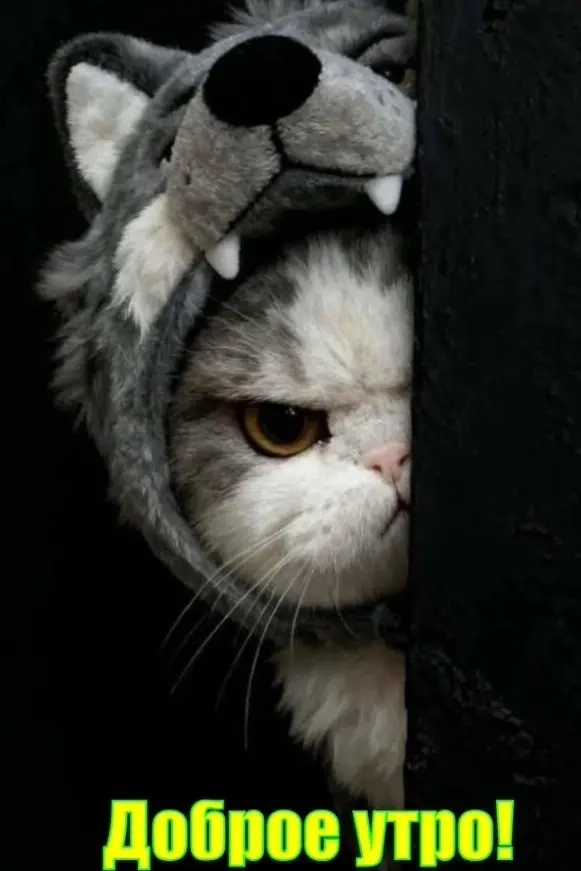 Пятничный заряд позитива: лучшие мемы и картинки