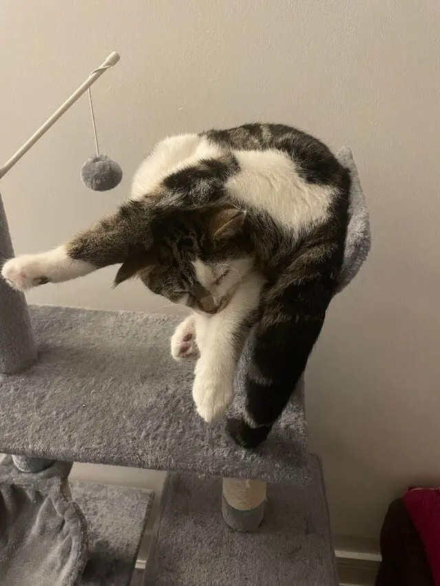 Коты уснули где попало: 20 уморительных фото необычного кошачьего сна