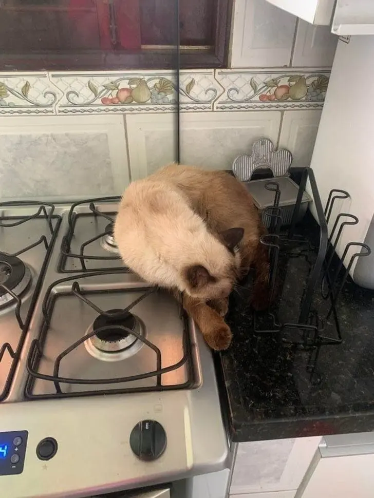 Коты уснули где попало: 20 уморительных фото необычного кошачьего сна