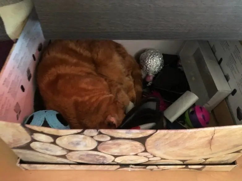 Коты уснули где попало: 20 уморительных фото необычного кошачьего сна