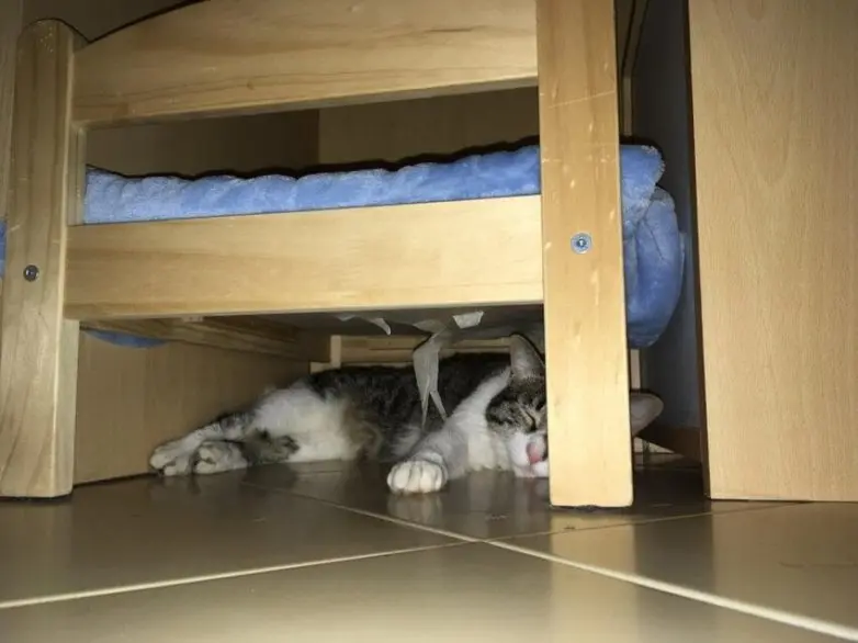 Коты уснули где попало: 20 уморительных фото необычного кошачьего сна