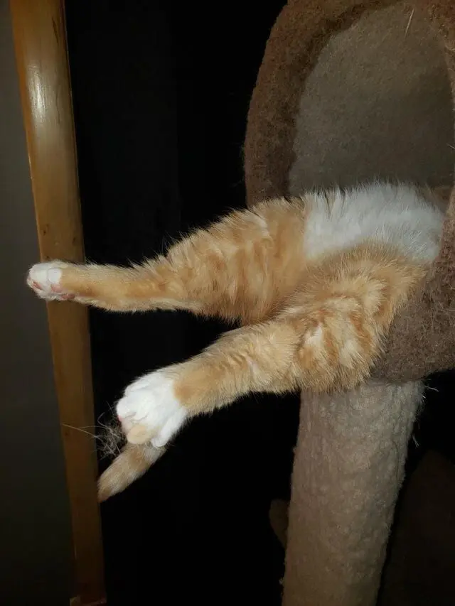 Коты уснули где попало: 20 уморительных фото необычного кошачьего сна