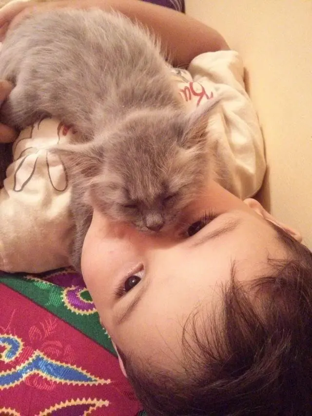 Коты уснули где попало: 20 уморительных фото необычного кошачьего сна