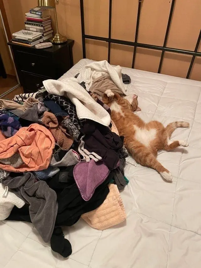 Коты уснули где попало: 20 уморительных фото необычного кошачьего сна