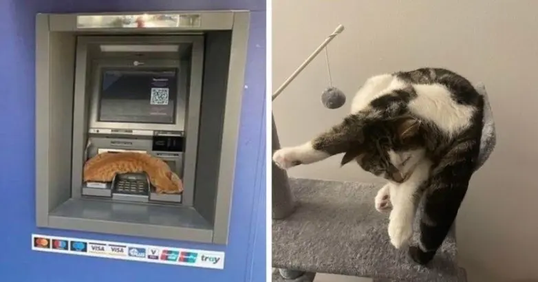 Коты уснули где попало: 20 уморительных фото необычного кошачьего сна