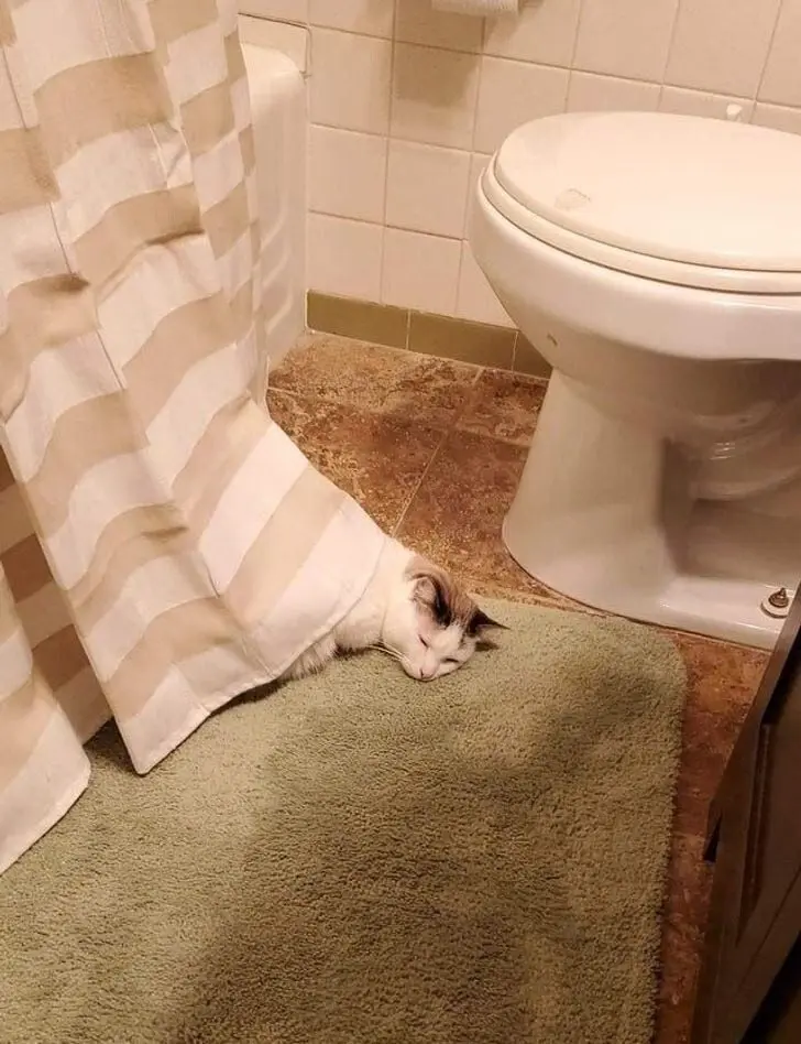 Коты уснули где попало: 20 уморительных фото необычного кошачьего сна