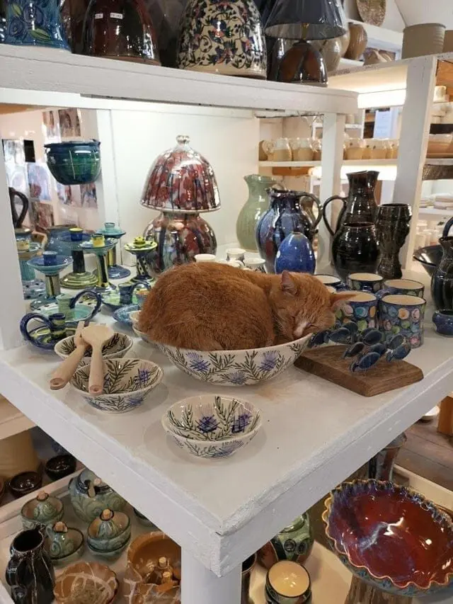 Коты уснули где попало: 20 уморительных фото необычного кошачьего сна