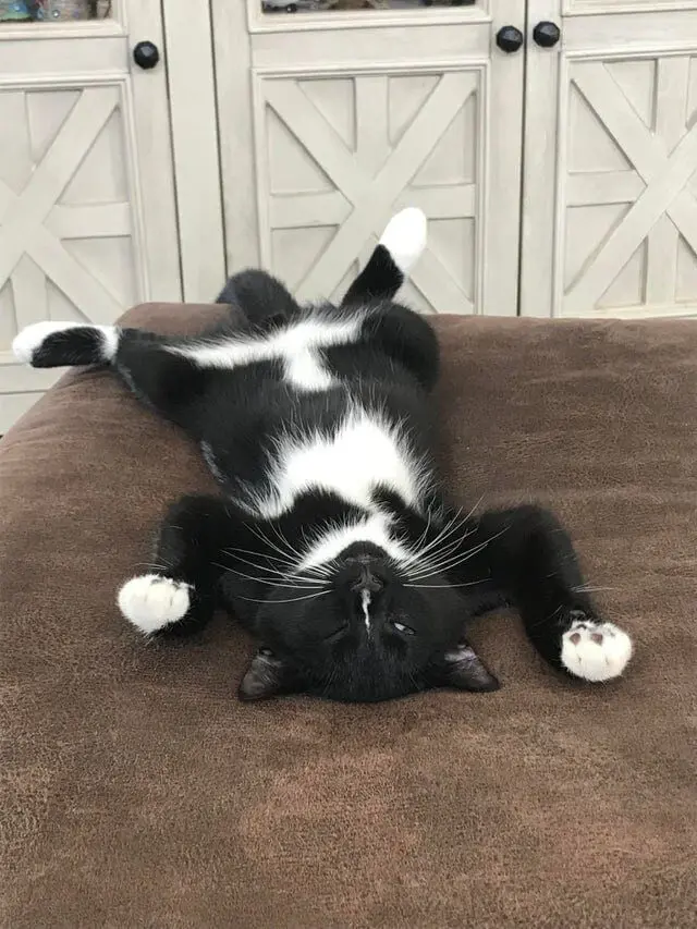 Коты уснули где попало: 20 уморительных фото необычного кошачьего сна