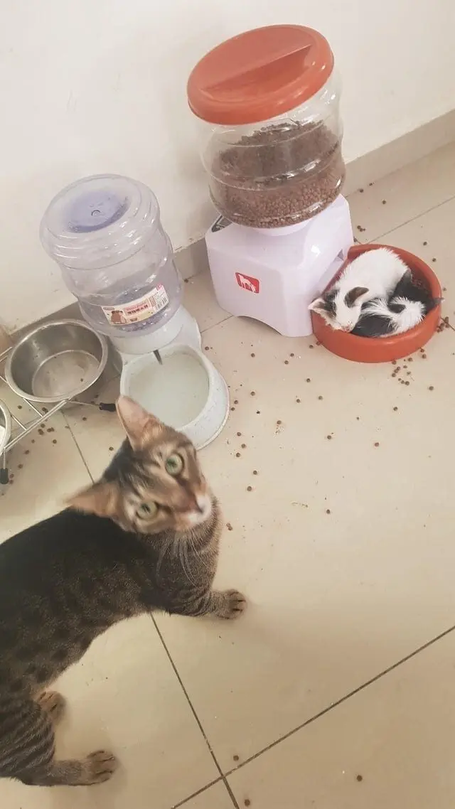 Коты уснули где попало: 20 уморительных фото необычного кошачьего сна