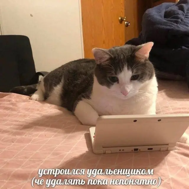 Безумный микс: странные фото для поднятия настроения