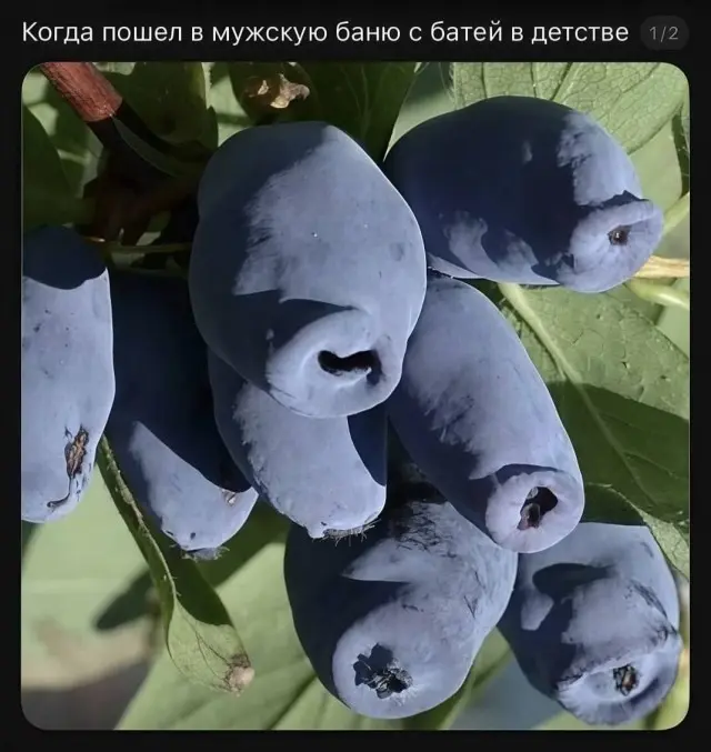 Безумный микс: странные фото для поднятия настроения