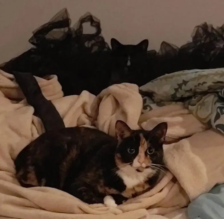 Кошки-невидимки: Когда попытка спрятаться оборачивается комедией