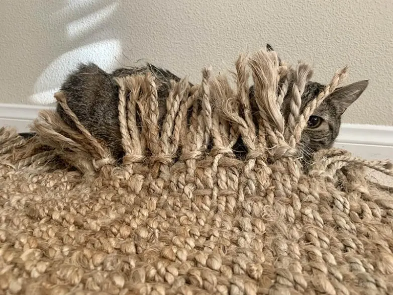 Кошки-невидимки: Когда попытка спрятаться оборачивается комедией