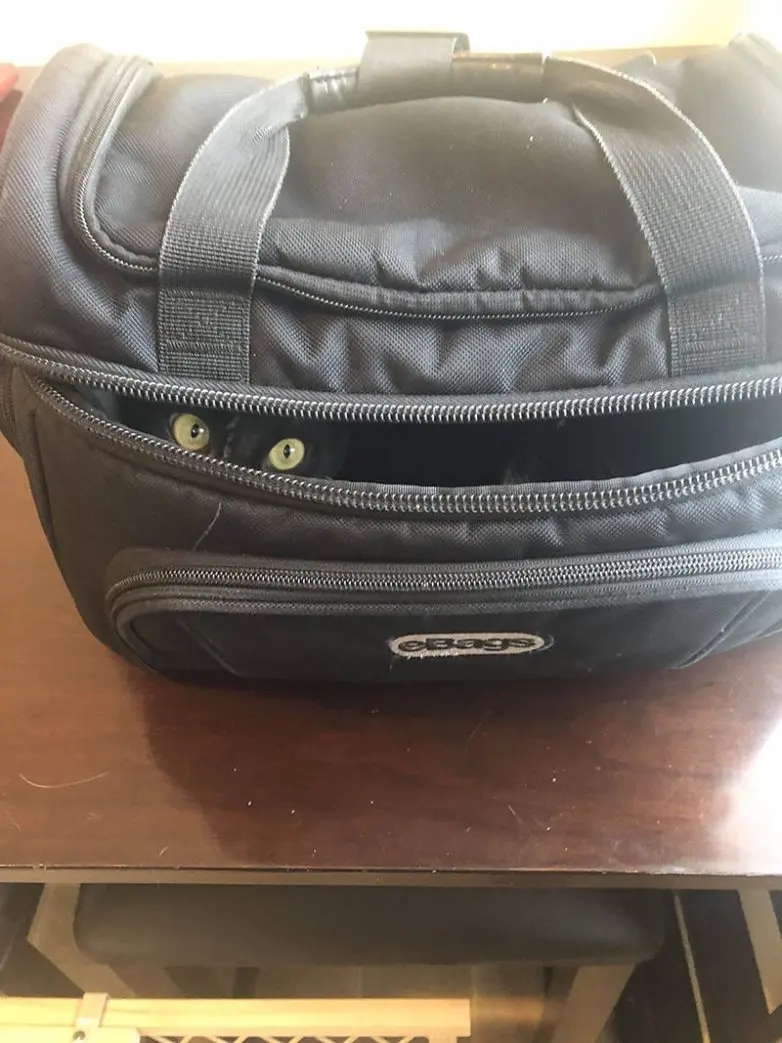 Кошки-невидимки: Когда попытка спрятаться оборачивается комедией