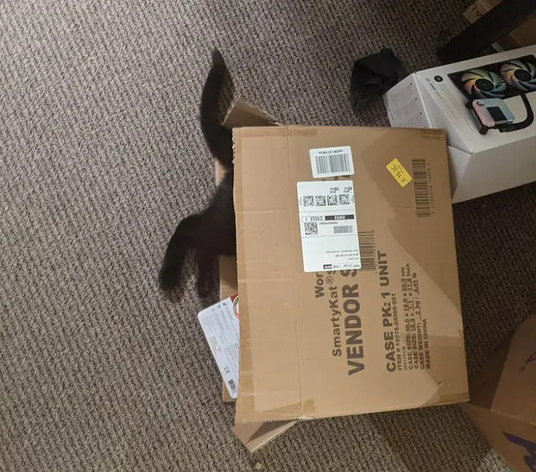 Кошки-невидимки: Когда попытка спрятаться оборачивается комедией